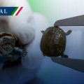 ¡Sorprendente! México logra la reproducción en cautiverio de la tortuga más pequeña del mundo