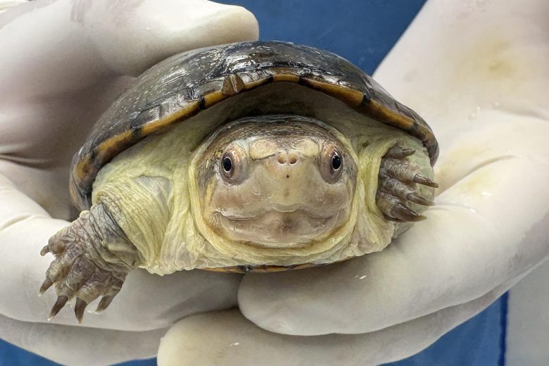 ¡Sorprendente! México logra la reproducción en cautiverio de la tortuga más pequeña del mundo