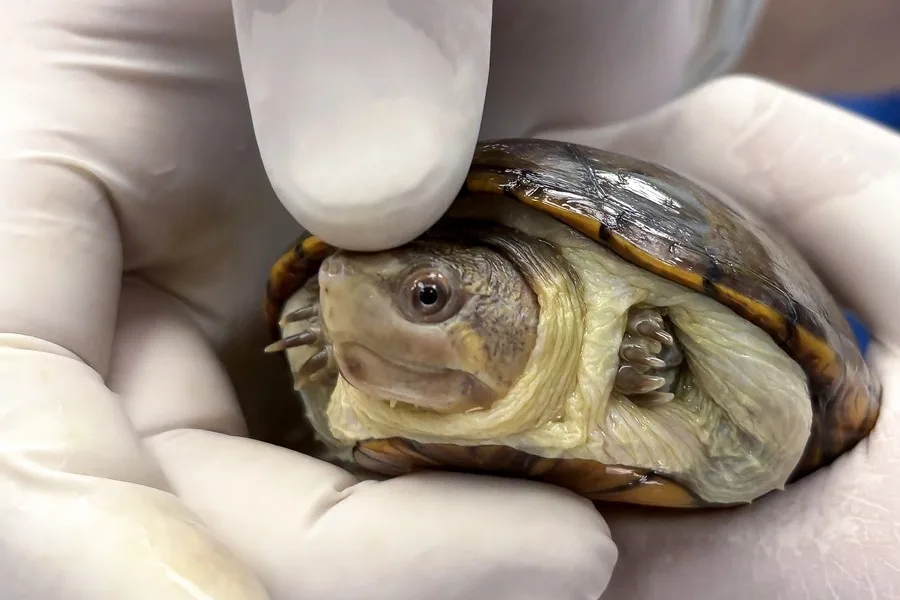 ¡Sorprendente Mexico logra la reproduccion en cautiverio de la tortuga mas pequena del mundo 3
