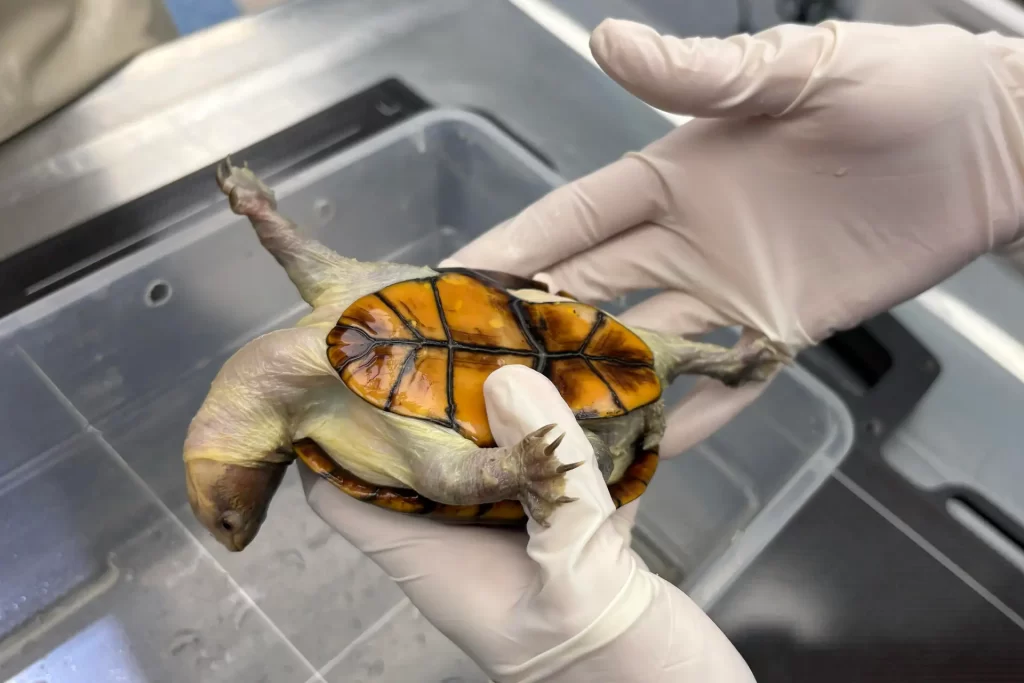 ¡Sorprendente Mexico logra la reproduccion en cautiverio de la tortuga mas pequena del mundo 4