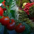 Amozoc presenta el Agrotianguis Regional 2025