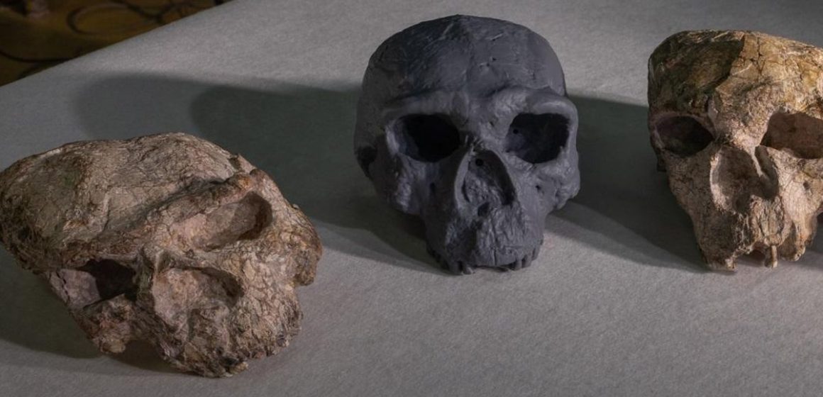 Reconstrucción digital del cráneo Yunxian 2 en China redefine la teoría de la evolución humana