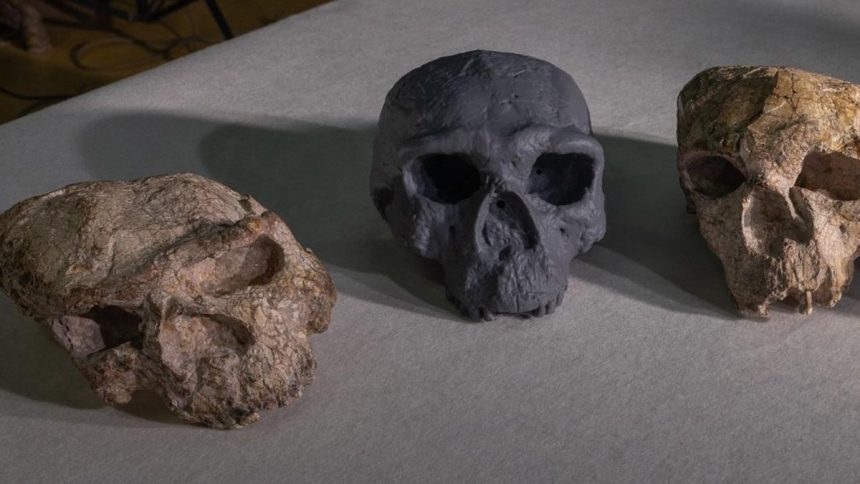 Reconstrucción digital del cráneo Yunxian 2 en China redefine la teoría de la evolución humana