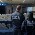 DEA realiza operativo contra el CJNG; hay 670 detenidos y drogas incautadas