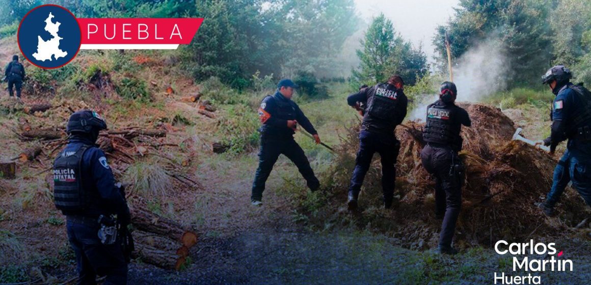 Desmantelan 11 hornos clandestinos en San Miguel Canoa