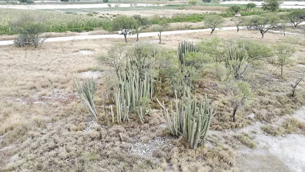 Hallazgo arqueológico en Tehuacán: Descubren observatorio prehispánico con forma de escorpión 3 Hallazgo arqueologico en Tehuacan Descubren observatorio prehispanico con forma de escorpion 4