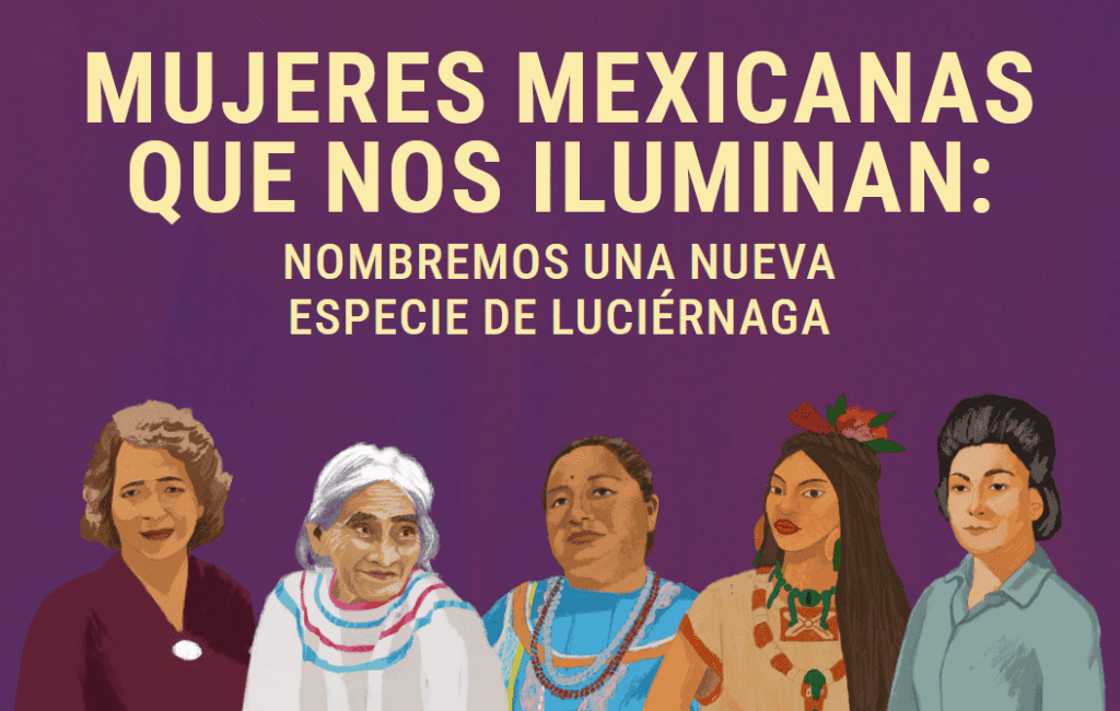 Hallazgo en CDMX Descubren nueva especie de luciernaga en Chapultepec 2