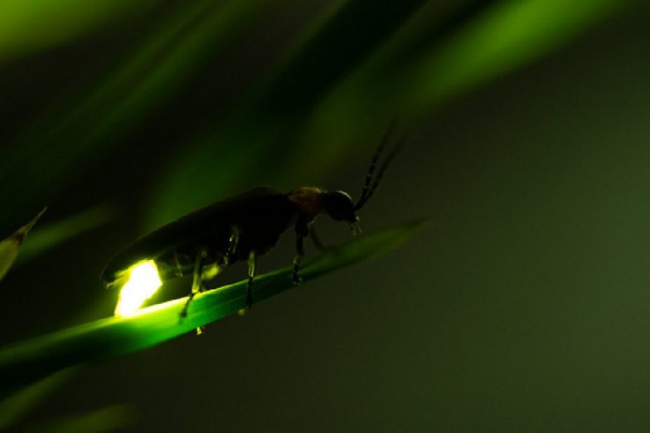 Hallazgo en CDMX: Descubren nueva especie de luciérnaga en Chapultepec