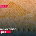Histórico hallazgo en Puebla: Descubren un fósil de pez con características únicas