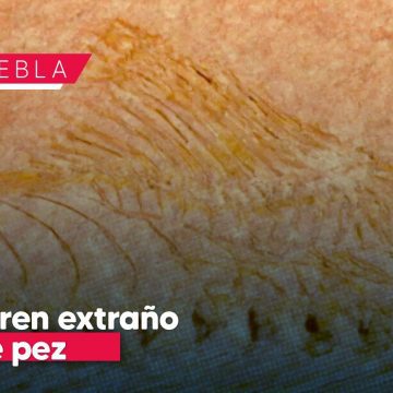 Histórico hallazgo en Puebla: Descubren un fósil de pez con características únicas