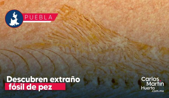 Histórico hallazgo en Puebla: Descubren un fósil de pez con características únicas