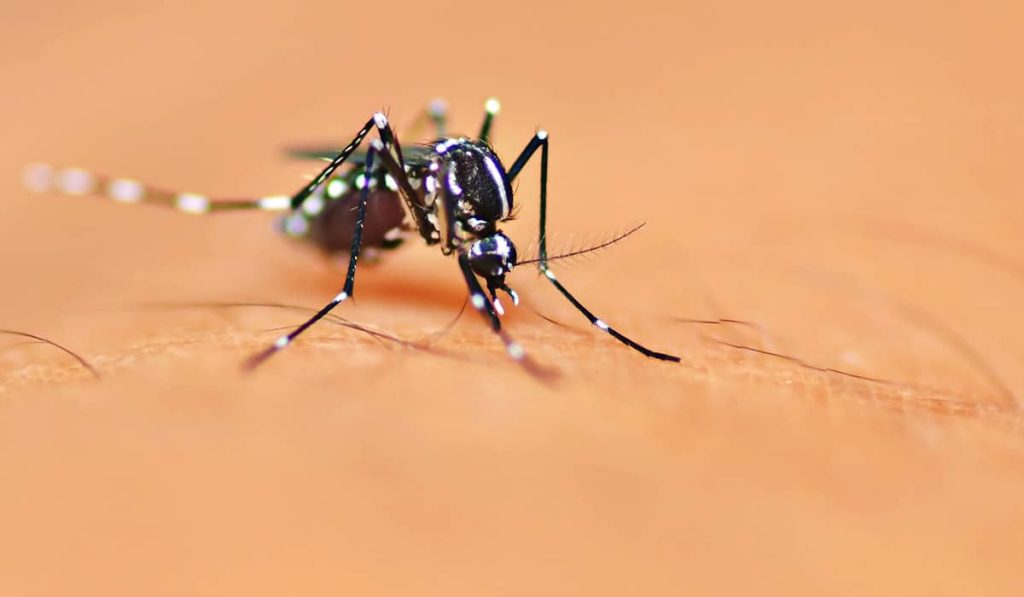 IPN desarrolla bioinsecticida para combatir el dengue en su fase larvaria 1 IPN desarrolla bioinsecticida para combatir el dengue en su fase larvaria