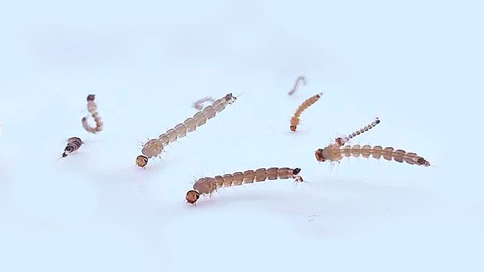 IPN desarrolla bioinsecticida para combatir el dengue en su fase larvaria 2 IPN desarrolla bioinsecticida para combatir el dengue en su fase larvaria 3