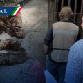 Investigan situación de osa negra en el zoológico La Pastora