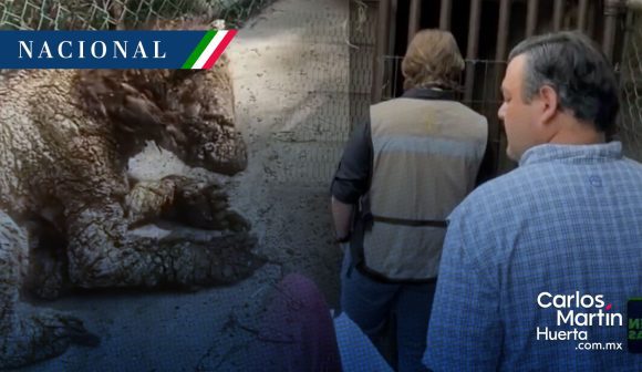 Clausuran zoológico La Pastora por maltrato a la osa Mina: ¿Qué pasó?