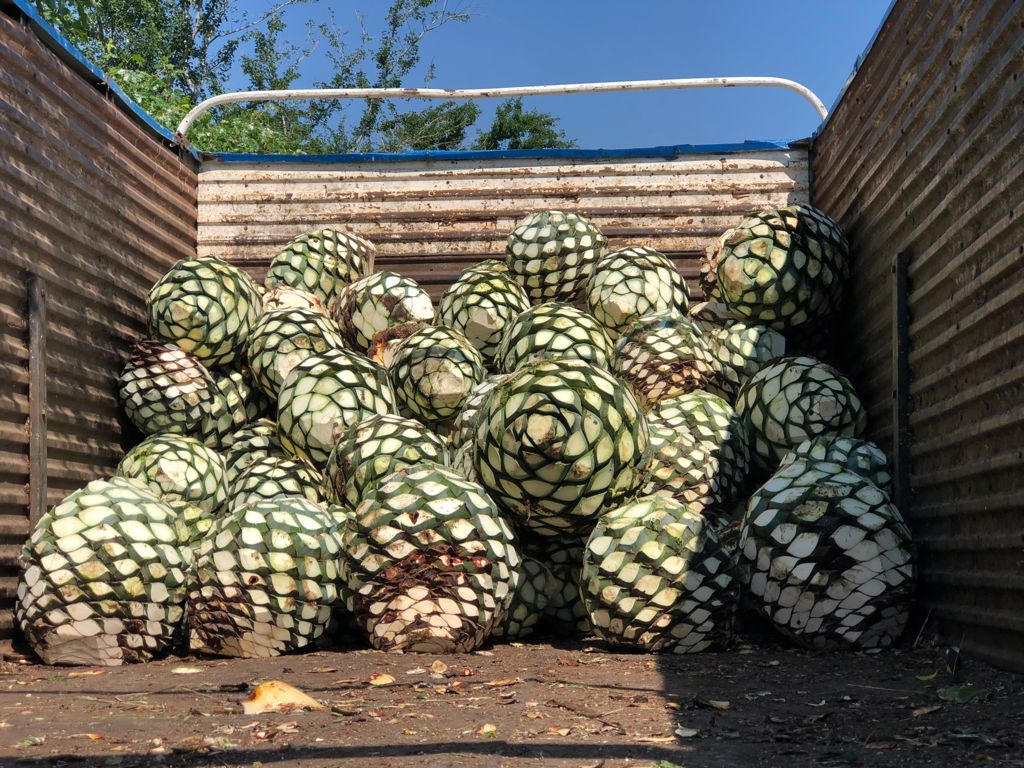 Reportan robo de 200 piñas de agave en Zapotitlán Salinas