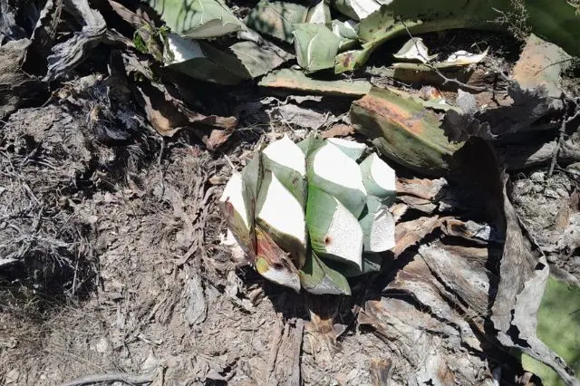 Reportan robo de 200 pinas de agave en Zapotitlan Salinas 3