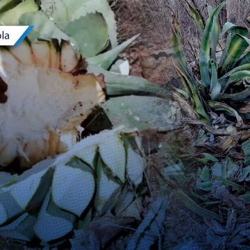 Reportan robo de 200 piñas de agave en Zapotitlán Salinas