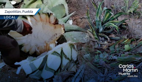 Reportan robo de 200 piñas de agave en Zapotitlán Salinas
