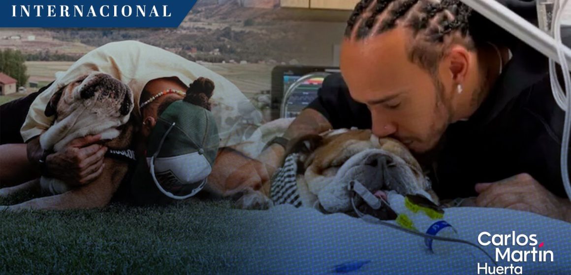 Murió Roscoe, perro de Lewis Hamilton