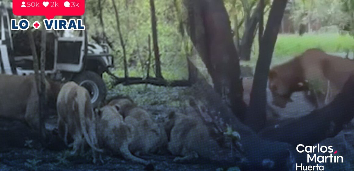 Tragedia en zoológico de Tailandia: Cuidador muere tras ataque de leones