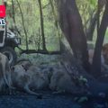Tragedia en zoológico de Tailandia: Cuidador muere tras ataque de leones