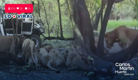 Tragedia en zoológico de Tailandia: Cuidador muere tras ataque de leones