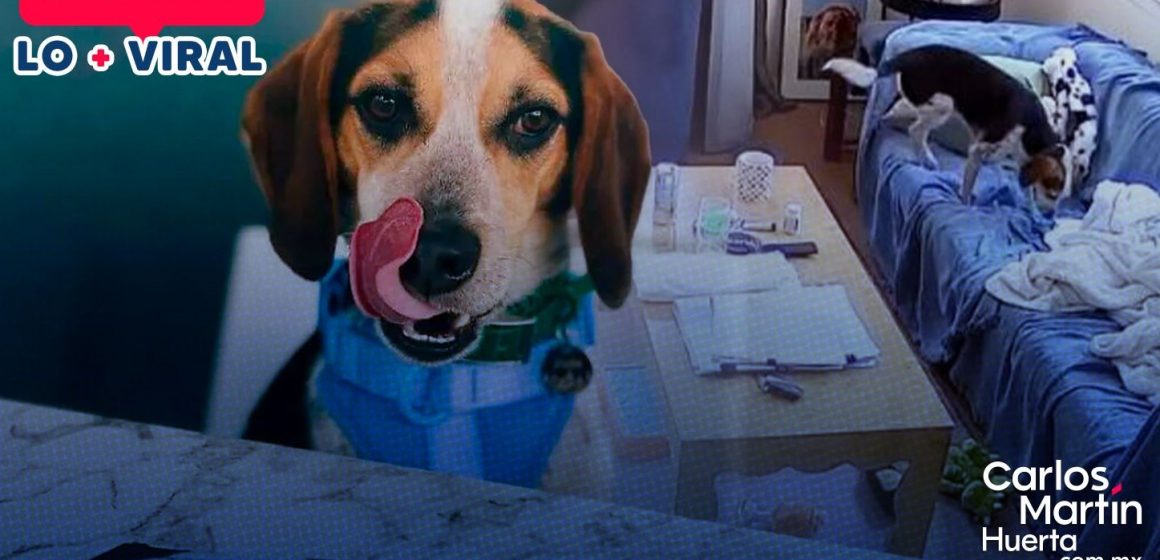 ¡Increíble! Jude, el perro que usa a Alexa para escuchar música
