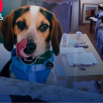 ¡Increíble! Jude, el perro que usa a Alexa para escuchar música