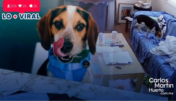 ¡Increíble! Jude, el perro que usa a Alexa para escuchar música