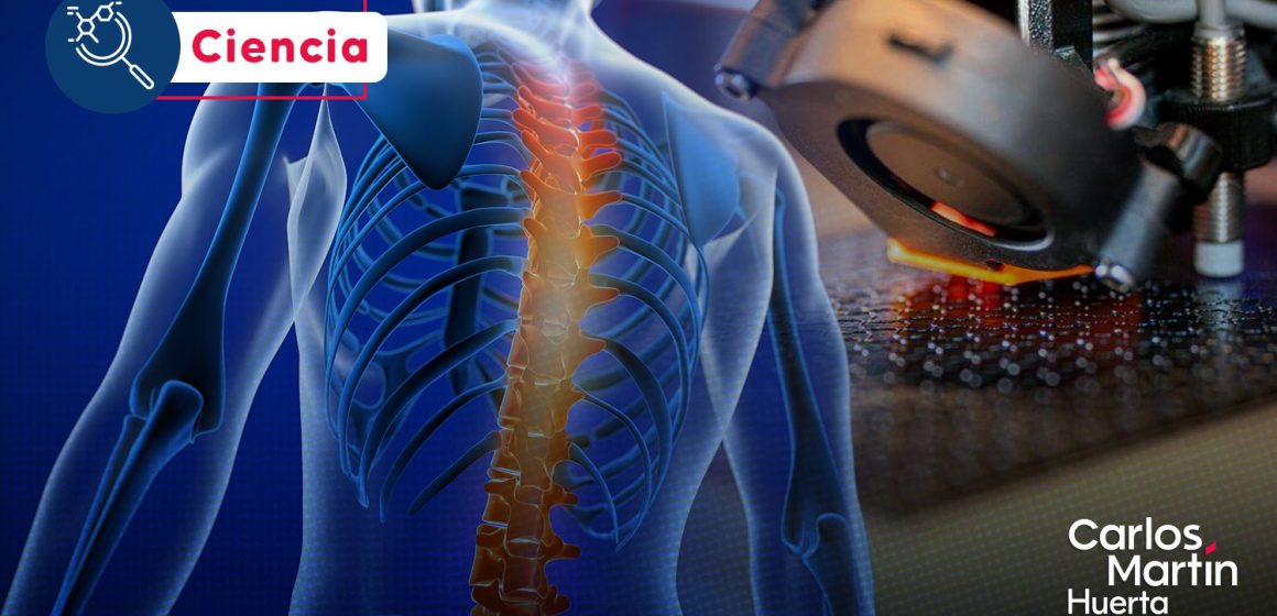¡Avance científico! Desarrollan estructuras impresas en 3D para reparar la médula espinal