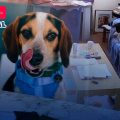 ¡Increíble! Jude, el perro que usa a Alexa para escuchar música