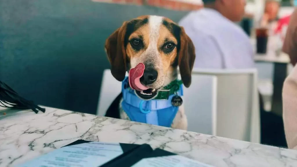 ¡Increíble! Jude, el perro que usa a Alexa para escuchar música 1 ¡Increíble! Jude, el perro que usa a Alexa para escuchar música
