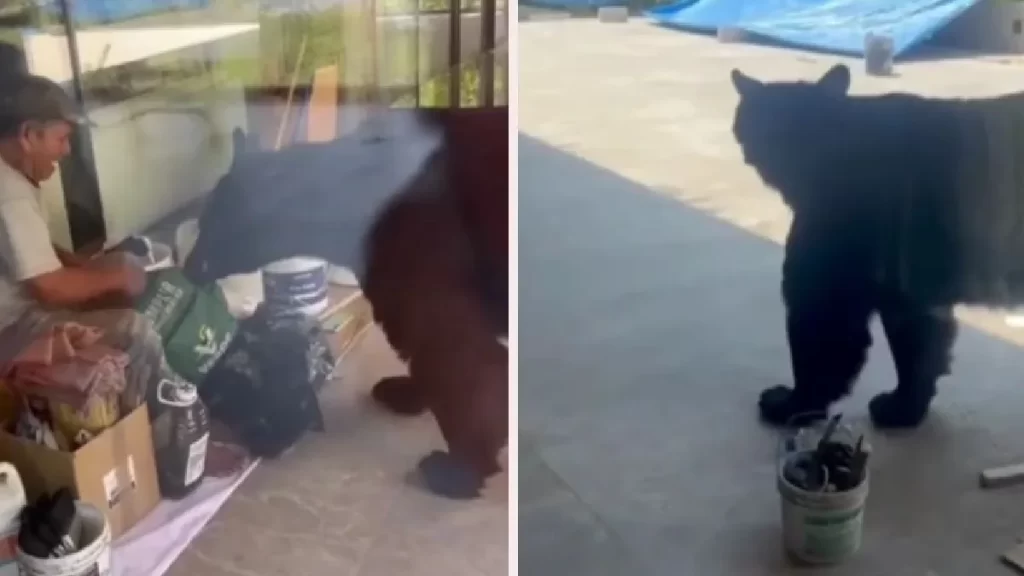 ¡Sorprendente! Oso roba comida a trabajadores en Nuevo León 1 ¡Sorprendente! Oso roba comida a trabajadores en Nuevo León