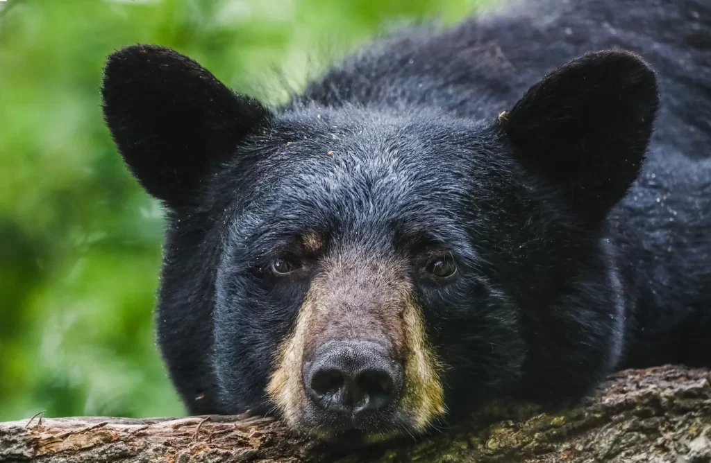 ¡Sorprendente! Oso roba comida a trabajadores en Nuevo León 2 ¡Sorprendente Oso roba comida a trabajadores en Nuevo Leon 3