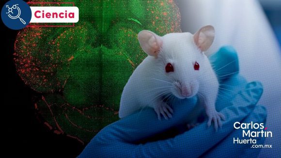 ¡Avance histórico! Nanotecnología revierte el Alzheimer en ratones