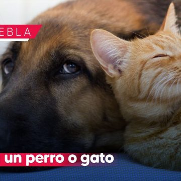 Portada Adopta un perro o gato en Puebla Más de 120 animales esperan un hogar con el Instituto de Bienestar Animal CMH Adopta un perro o gato en Puebla: Más de 120 animales esperan un hogar con el Instituto de Bienestar Animal