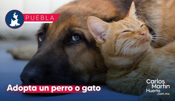 Adopta un perro o gato en Puebla: Más de 120 animales esperan un hogar con el Instituto de Bienestar Animal