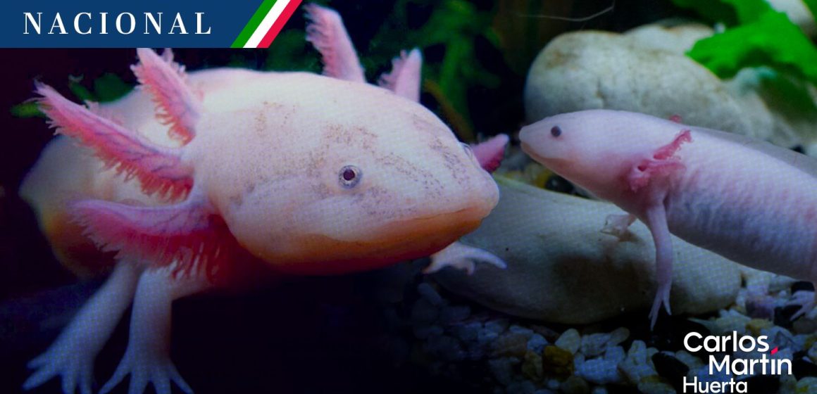 Ajolote mexicano en riesgo: Tlaxcala impulsa criaderos para su preservación
