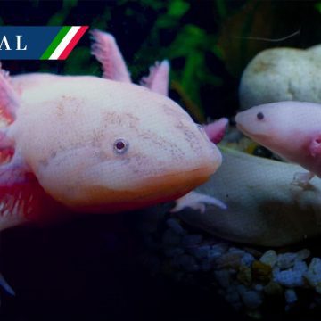 Ajolote mexicano en riesgo: Tlaxcala impulsa criaderos para su preservación