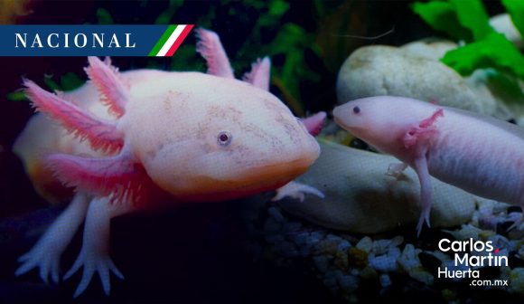 Ajolote mexicano en riesgo: Tlaxcala impulsa criaderos para su preservación