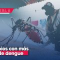 Dengue en Puebla: Ayotoxco y Acateno son los municipios con mayor incidencia