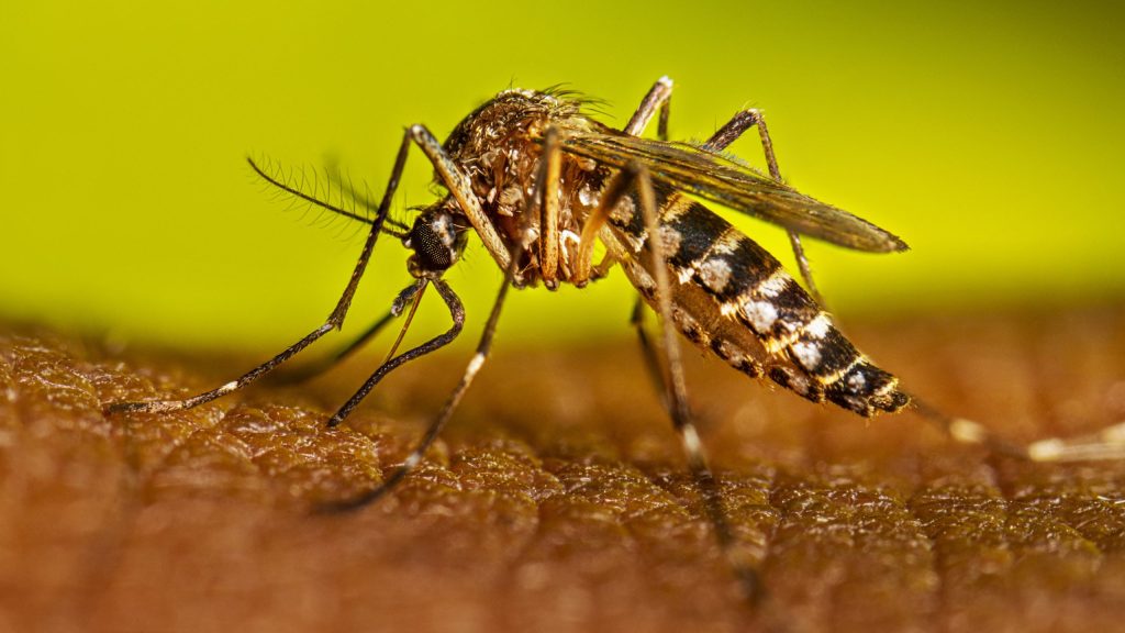 Dengue en Puebla: Ayotoxco y Acateno son los municipios con mayor incidencia