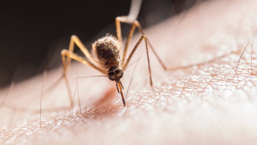 Dengue en Puebla Ayotoxco y Acateno son los municipios con mayor incidencia 3