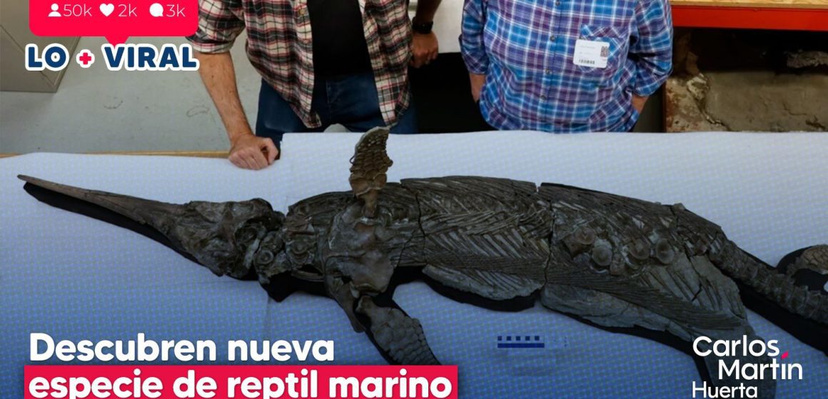 Dragón espada: Descubren nueva especie de reptil marino prehistórico
