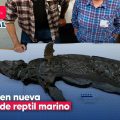 Dragón espada: Descubren nueva especie de reptil marino prehistórico