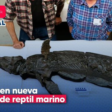 Dragón espada: Descubren nueva especie de reptil marino prehistórico