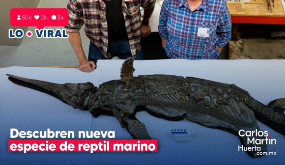 Dragón espada: Descubren nueva especie de reptil marino prehistórico