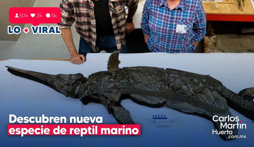 Dragón espada Descubren nueva especie de reptil marino prehistórico Dragón espada: Descubren nueva especie de reptil marino prehistórico