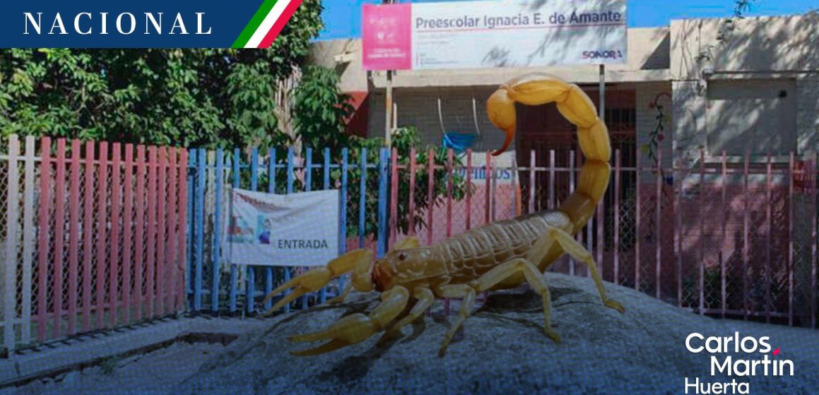 Fallece niña de cinco años tras picadura de alacrán en Sonora; IMSS no contaba con el antídoto